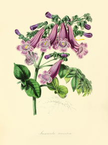 Jacaranda Tomentosa