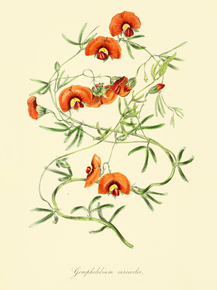 Gompholobium Versicolor