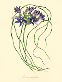 Brodlea Grandiflora
