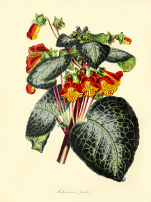 Achimenes Picta