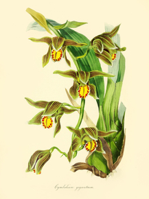 Cymbidium Giganteum