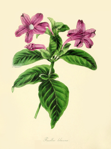 Ruellia Lilacina