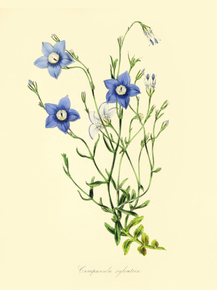 Campanula Sylvatica