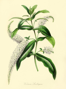 Veronica Lindleyana