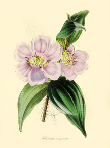 Melastoma Sanguinea