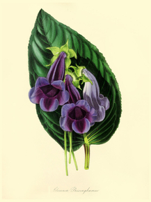 Gloxinia Passinghamii