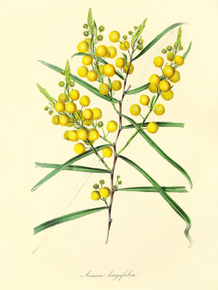 Acacia Longifolia Acacia Longifolia