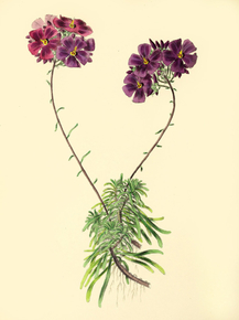 Calandrinia Umbellata