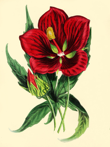 Hibiscus Jerroldianus