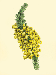 Erica Cavendishiana