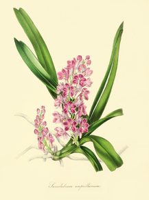 Saccolabium Ampullaceum