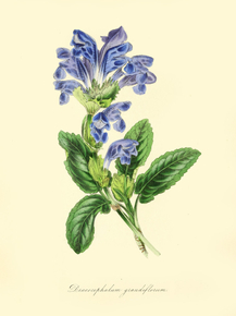 Dracocephalum Grandiflorum