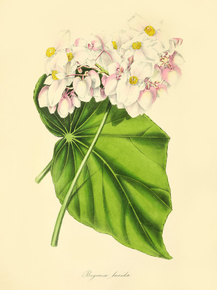 Begonia Nitida
