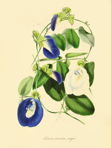 Clitoria Ternatea Major