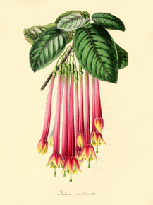 Fuchsia Macrantha