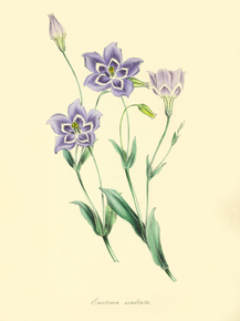 Eustoma Exaltatum