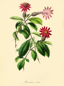 Barnadesia Rosea