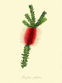 Beaufortia Splendens