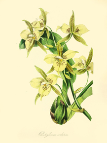 Odontoglossum Cordatum