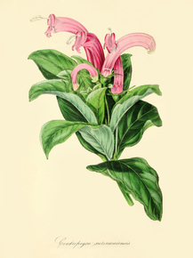 Centropogon Surinamensis
