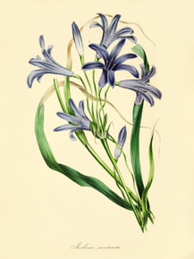 Ixiolirion Montanum
