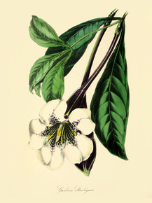Gardenia Stanleyana