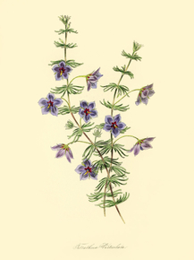 Tetratheca Verticillata