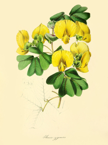 Amicia Zigomeris