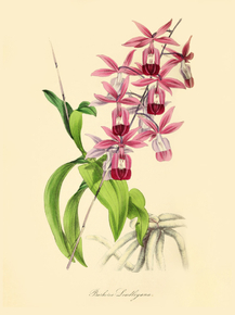 Barkeria Lindleyana