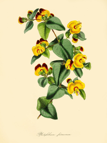 Platylobium Formosum Platylobium Formosum