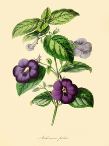 Achimenes Patens
