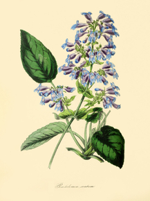 Pentstemon Ovatum