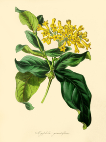 Aegiphila Grandiflora