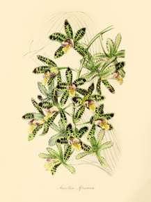 Ansellia Africana