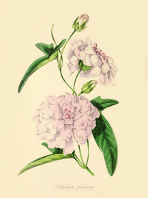 Calystegia Pubescens
