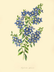 Hydrolea Spinosa