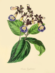 Chirita Zeylanica