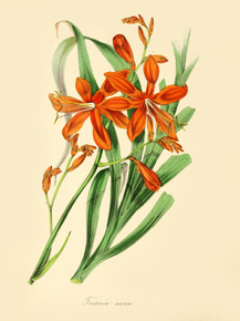 Tritonia Aurea