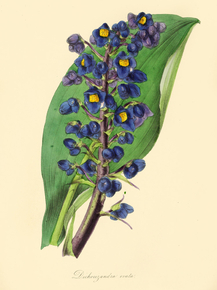 Dichorisandra Ovata