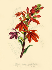 Lobelia Fulgens