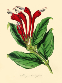 Aeschynanthus Longiflorus