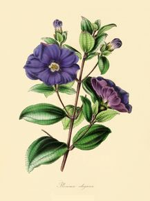Pleroma Elegans