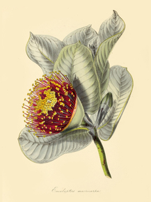 Eucalyptus Macrocarpa