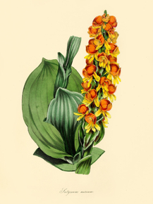 Satyrium Aureum
