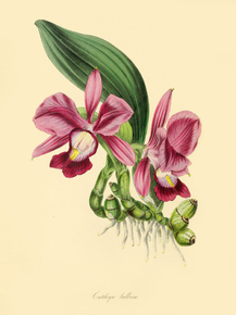 Cattleya Bulbosa