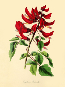 Erythrina Bidwillii