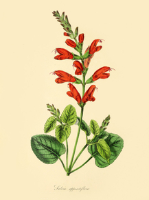 Salvia Oppositiflora Salvia Oppositiflora