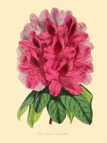 Rhododendron Standishii