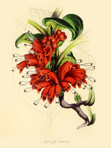 Agalmyla Staminea