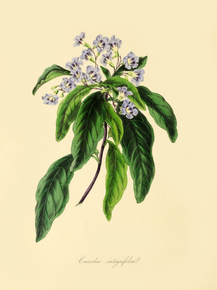 Casselia Integrifolia